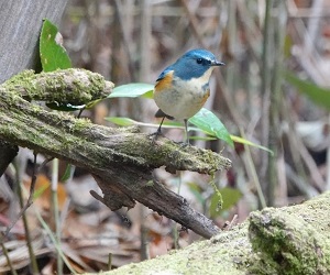 2. 野鳥観察を楽しみましょう　★終了しました★