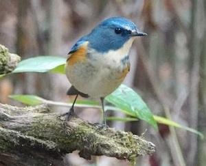 8. 野鳥観察を楽しみましょう　☆終了しました☆